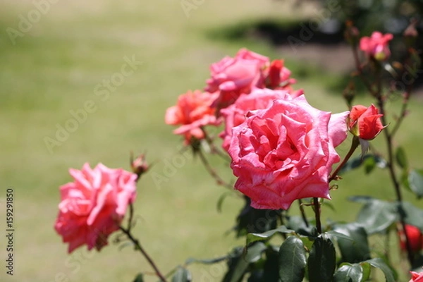 Obraz ピンク色のバラ