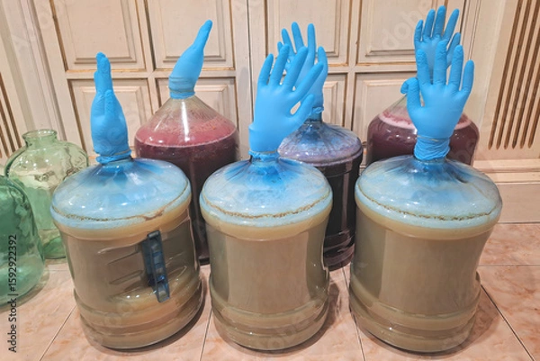 Fototapeta A fun process of homemade wine (white and red) fermentation in large glass carboys, using inflated blue rubber gloves as a DIY makeshift  airlock to release carbon dioxide during the brewing process