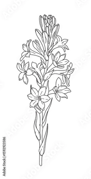 Obraz Flowering Tuberose Branch Outline Drawing