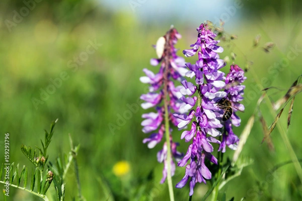 Fototapeta A bee pollinates flowers of a mouse pea (close-up)