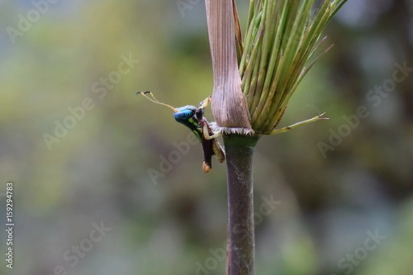 Obraz Grillo multicolor