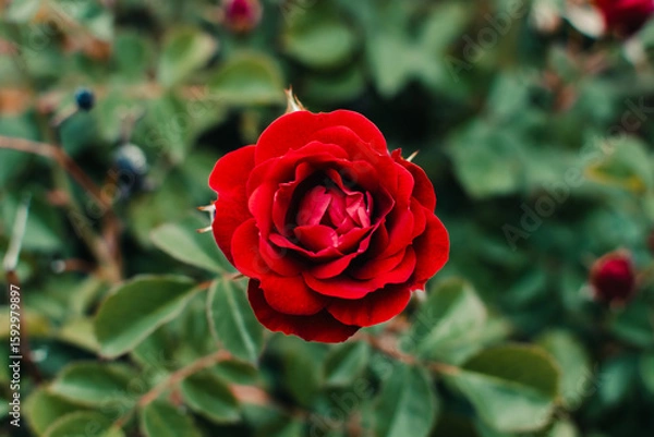 Obraz Red rose with green leaves