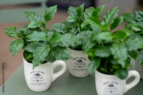 Fototapeta Arabica coffee plant with lush green leaves growing in a coffee mug. The mug stands on a green table with a softly blurred background.