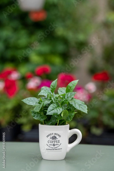 Fototapeta Arabica coffee plant with lush green leaves growing in a coffee mug. The mug stands on a green table with a softly blurred background.