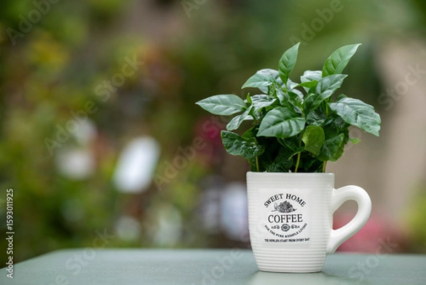 Fototapeta Arabica coffee plant with lush green leaves growing in a coffee mug. The mug stands on a green table with a softly blurred background.