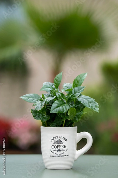 Fototapeta Arabica coffee plant with lush green leaves growing in a coffee mug. The mug stands on a green table with a softly blurred background.