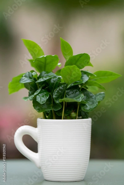 Fototapeta Arabica coffee plant with lush green leaves growing in a coffee mug. The mug stands on a green table with a softly blurred background.
