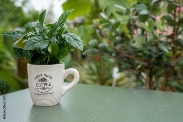 Fototapeta Arabica coffee plant with lush green leaves growing in a coffee mug. The mug stands on a green table with a softly blurred background.