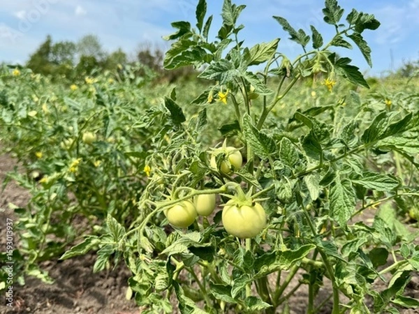 Fototapeta green tomato 