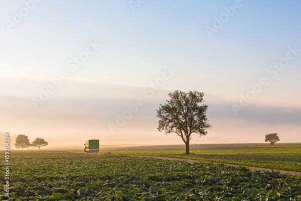 Fototapeta Traktor am Morgen