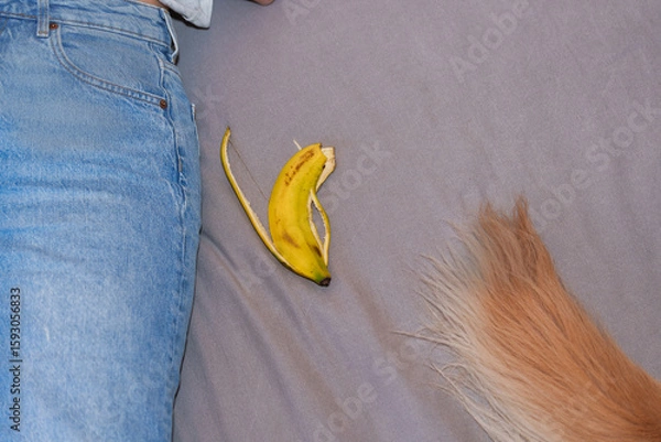 Fototapeta Top-down view of a person in blue jeans lying on a bed next to a peeled banana and the fluffy tail of a golden retriever with copy space capturing a moment at home with a pet