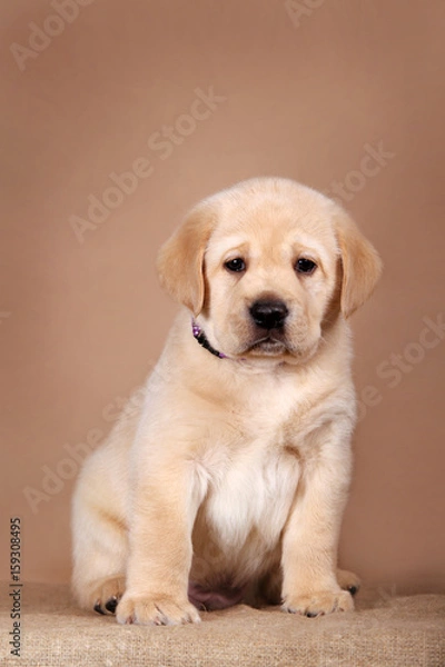 Fototapeta Cute labrador retriever puppy.