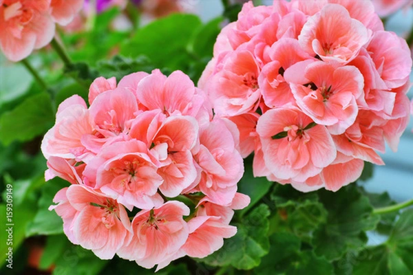 Obraz Zbliżenie kwiatów pelargonii łososiowej - Pelargonium zonale