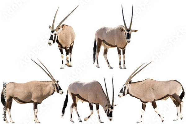 Obraz Set of five gemsbok in different posing isolated on white background, seen at namibia, africa
