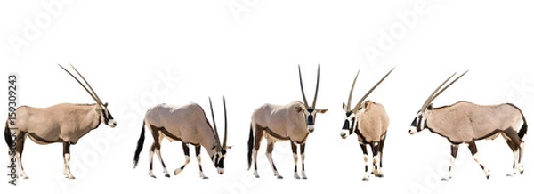 Obraz Zestaw pięciu gemsbok w różnych pozach na białym tle, widziany w namibii, afryka