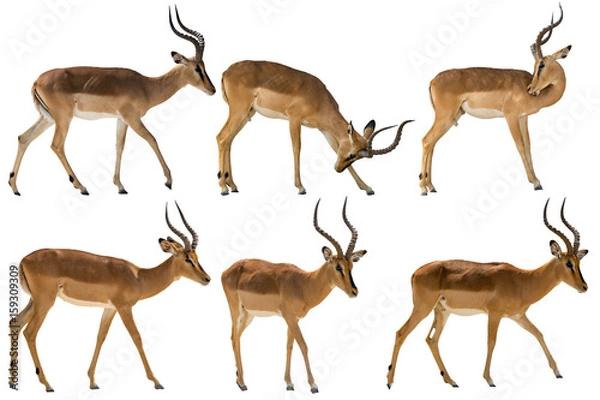 Obraz set of six blackfaced impala, isolated on white background