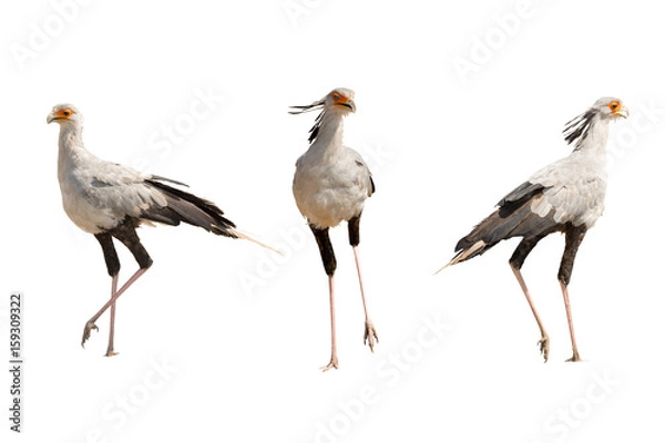 Obraz Set of theee secretary birds, isolated on white background