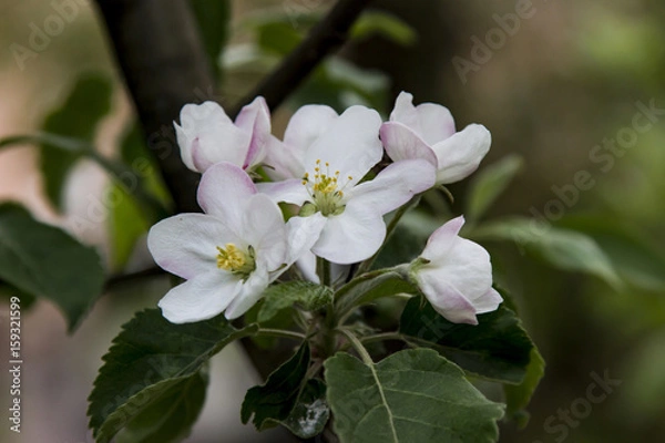 Obraz Blooming Apple Tree With Green Leaves