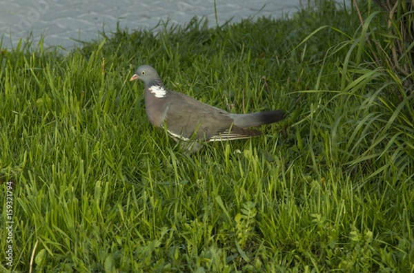 Obraz Grey dove on a green grass