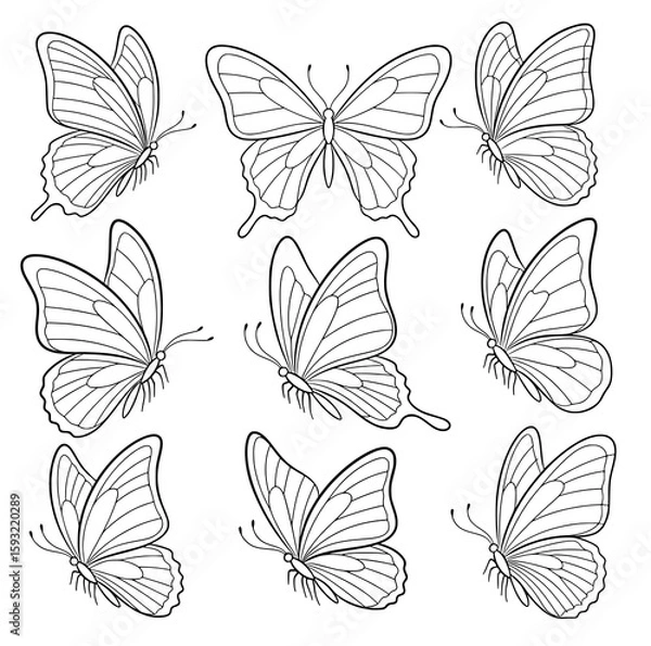 Fototapeta butterfly insect outline vector SVG line art
