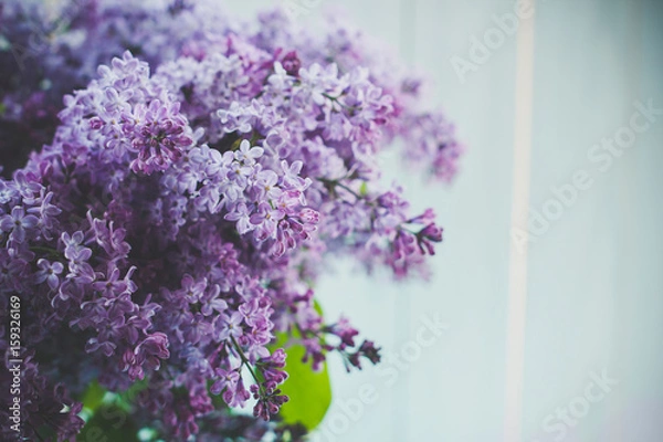 Fototapeta A bouquet of lilacs in front of light background, vintage colors