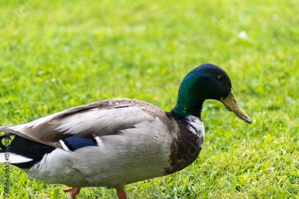 Fototapeta Duck