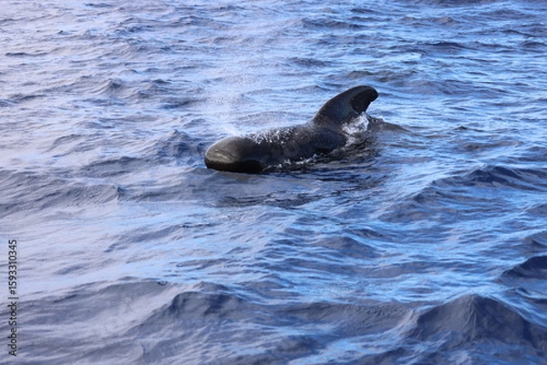 Obraz Pilot whale