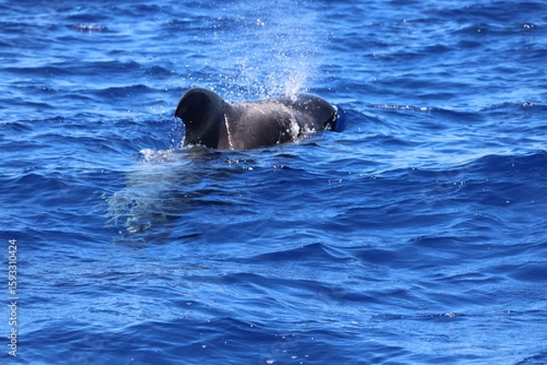 Obraz Pilot whale