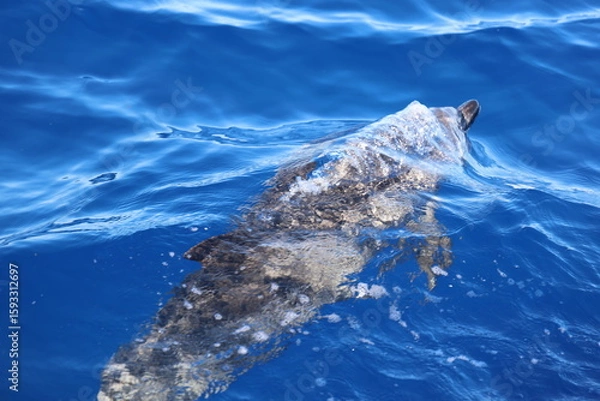 Fototapeta Spotted dolphin