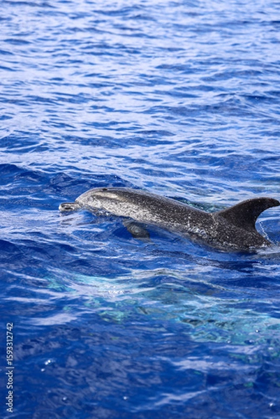 Obraz Spotted dolphin