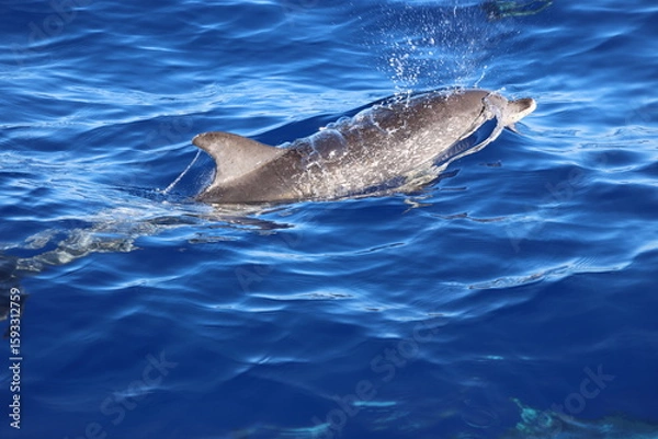 Obraz Spotted dolphin