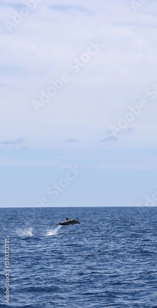 Obraz Spotted dolphin