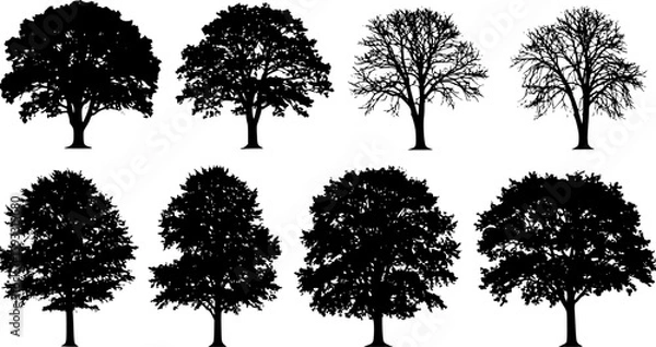 Fototapeta tree silhouettes
