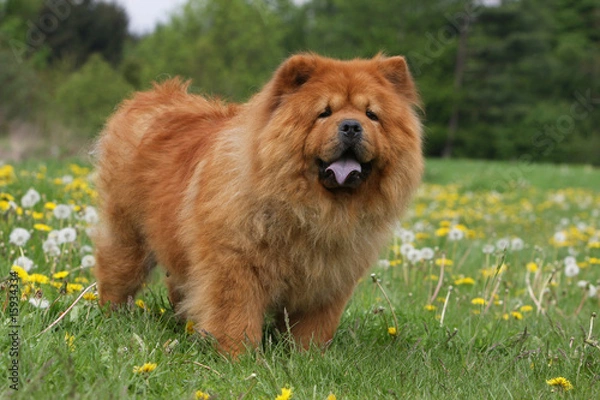 Fototapeta chow-chow rouge de trois quart immobile dans l'herbe