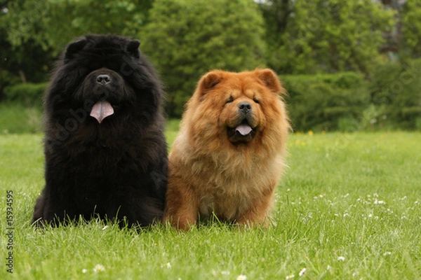 Obraz czerwony chow chow i czarny chow chow siedzi obok trawy