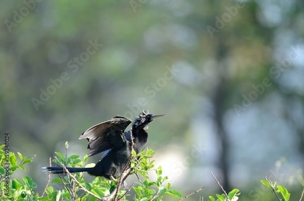 Fototapeta Anhinga drying