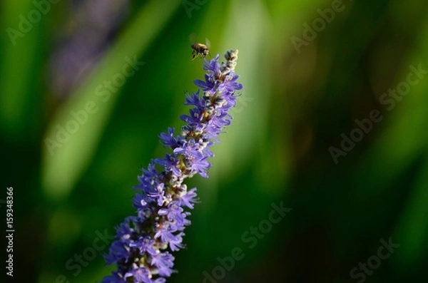 Fototapeta  Bee in flight