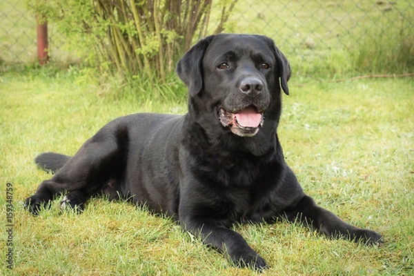 Fototapeta Labrador