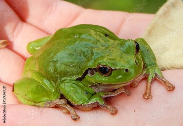 Obraz Laubfrosch