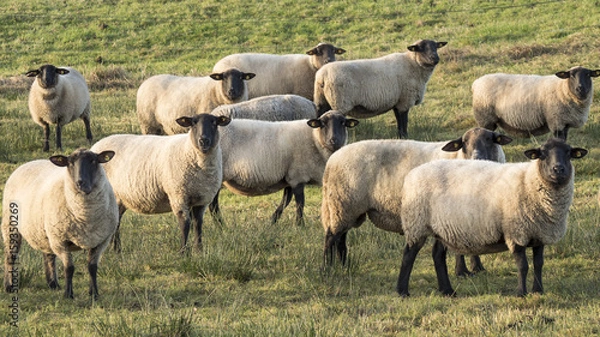 Fototapeta Schafherde