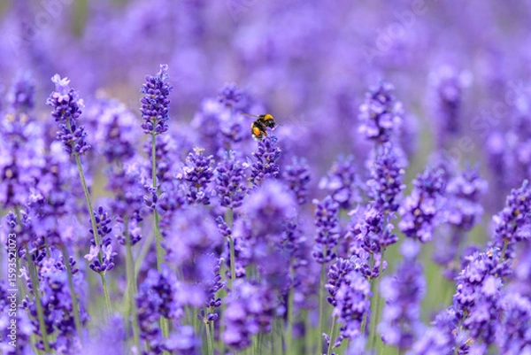 Obraz 北海道南上富良野町、夏を彩る満開のラベンダーと吸蜜する蜂【7月】