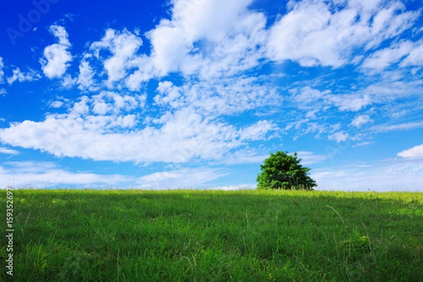 Fototapeta Tree on a green meadow
