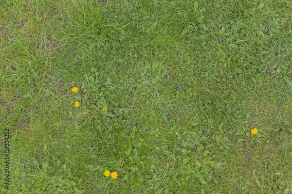 Obraz Spring green grass texture