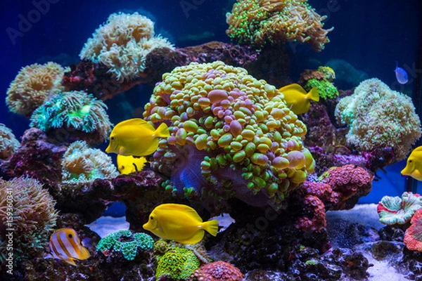 Obraz Tropical fish butterfly and corals. Beautiful background of the underwater world