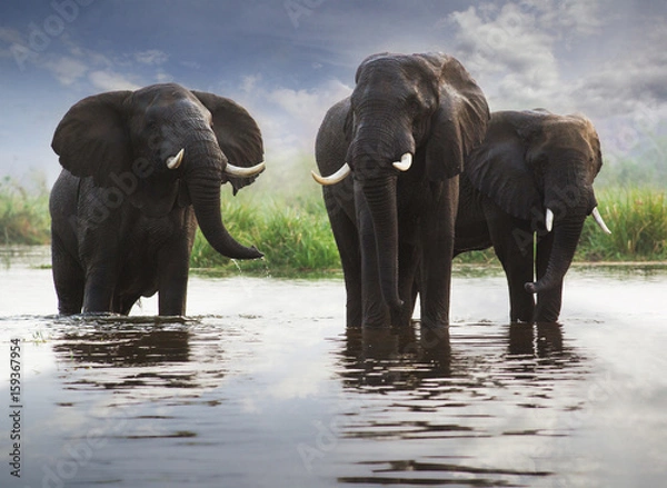 Obraz The Three Brothers