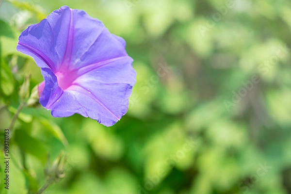 Fototapeta 朝顔