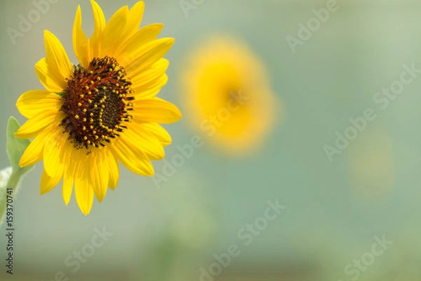 Fototapeta ヒマワリ