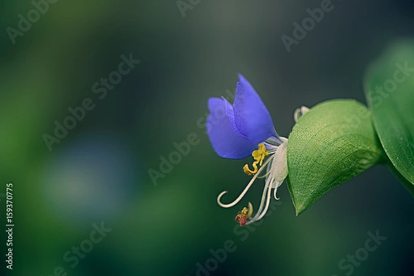 Fototapeta ツユクサ