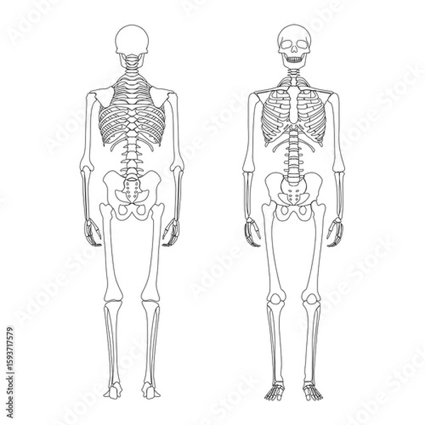 Fototapeta Human skeleton anatomy from front and back. Skull and bones vector isolated line art cartoon illustration. Halloween, medical, education, or science banner element