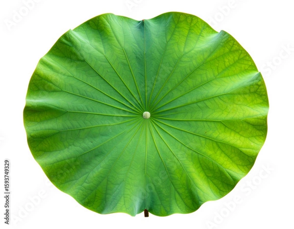 Obraz Single large green lotus leaf with visible veins, top view isolated on transparent background PNG